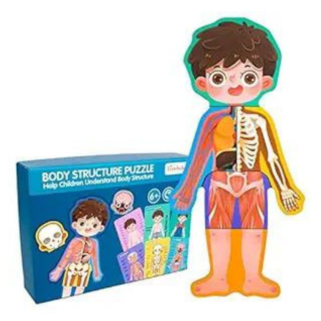 Human Body Structure Puzzle