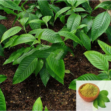 MSK Traders - Nature Herbal Aada Thodai Ilai / Malabar Nut Powder