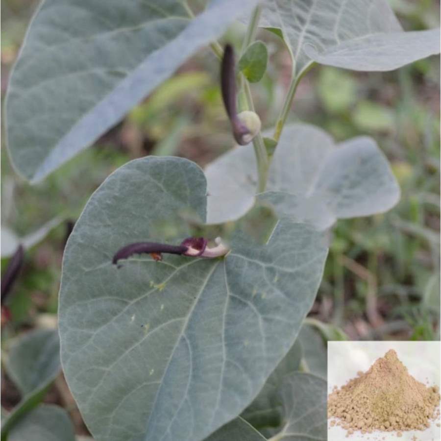 MSK Traders - Nature Herbal Aadu Theenda Palai / Worm Killer / Bracteated Birth Wort Powder