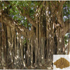 MSK Traders - Nature Herbal Aalam pattai / Banyan Tree Bark Powder