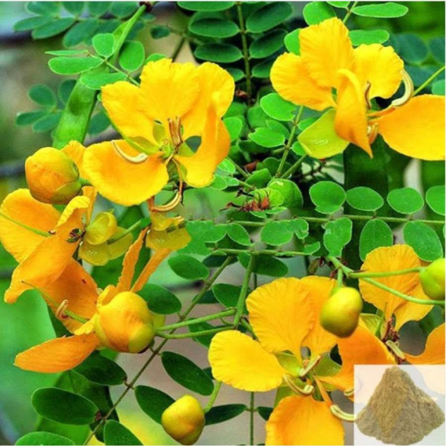 MSK Traders - Nature Herbal Aavarai / Matura Tea Tree Powder