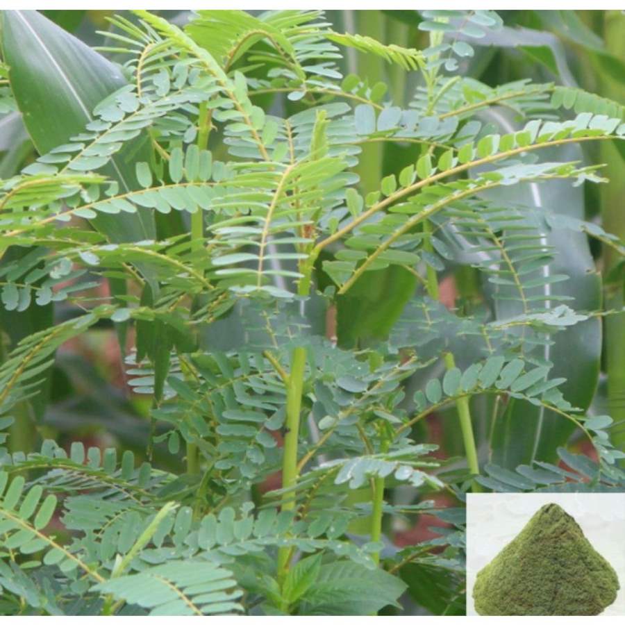 MSK Traders - Nature Herbal Agathi / Vegetable Hummingbird Powder