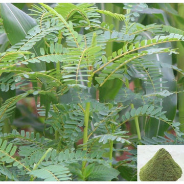 MSK Traders - Nature Herbal Agathi / Vegetable Hummingbird Powder