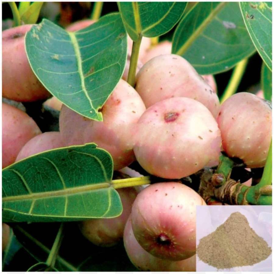 MSK Traders - Nature Herbal Arasam Pazham / Peepal Fruit Powder