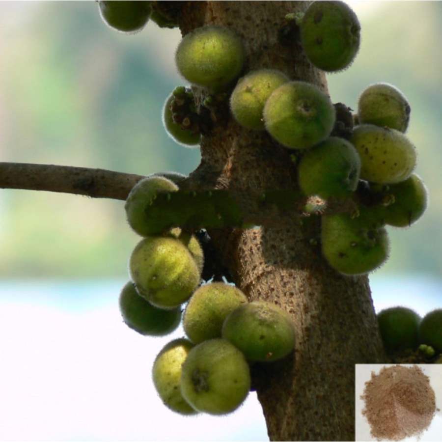 MSK Traders - Nature Herbal Aththi vithai / Cluster Fig Powder