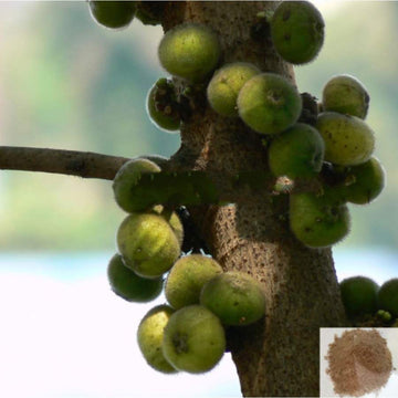 MSK Traders - Nature Herbal Aththi vithai / Cluster Fig Powder
