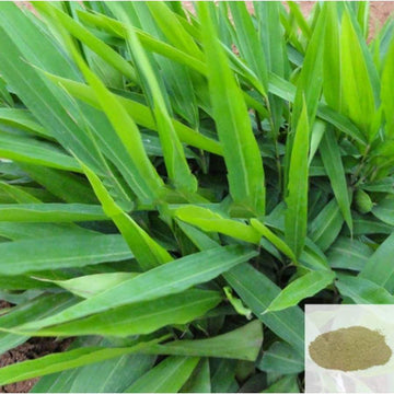 MSK Traders - Nature Herbal Chitharathai / Sitharathai / Lesser Galangal Powder