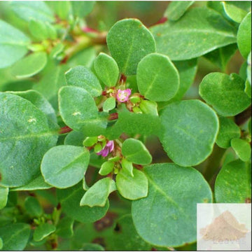 MSK Traders - Nature Herbal Saranai ver, Charanai / Horse Purslane Root Powder