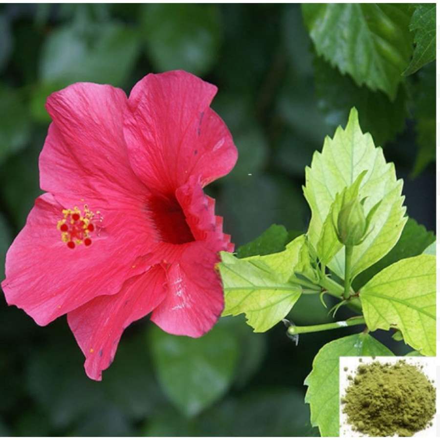 MSK Traders - Nature Herbal Semparuthi ilai / Hibiscus Leaf Powder