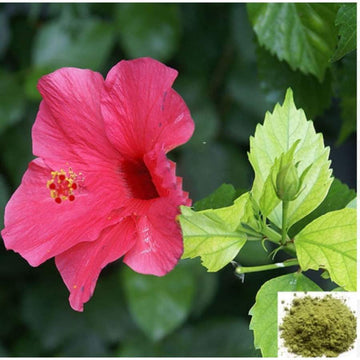 MSK Traders - Nature Herbal Semparuthi ilai / Hibiscus Leaf Powder