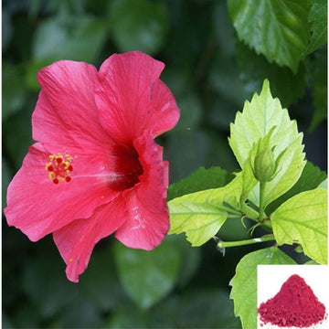 MSK Traders - Nature Herbal Semparuthi Poo / Hibiscus Flower Powder