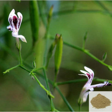 MSK Traders - Nature Herbal Siriyanangai / kariyat Powder