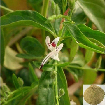 MSK Traders - Nature Herbal Sivanar Vembu , Chimai - Nili / Wiry Indigo Powder