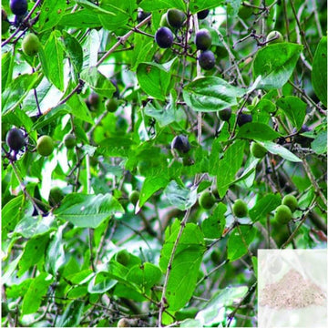 MSK Traders - Nature Herbal Thetran Kottai / Clearing Nut Powder