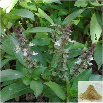 MSK Traders - Nature Herbal Thiruneetrupachilai / Sweet Basil Powder