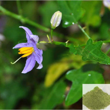 MSK Traders - Nature Herbal Thoothuvalai / Thai Nightshade Powder