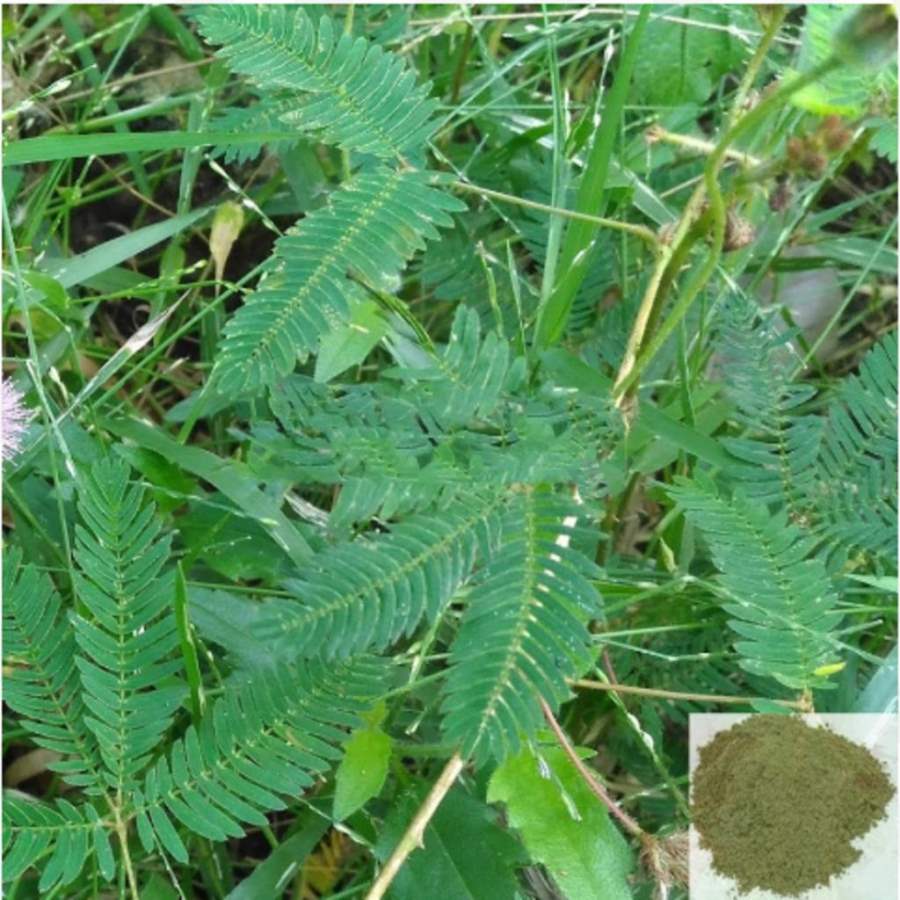 MSK Traders - Nature Herbal Thotta Sinungi / Sensitive Plant / Sleepy Plant Powder