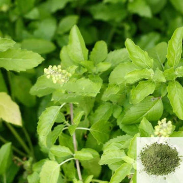MSK Traders - Nature Herbal Thulasi / Sacred Basil Powder