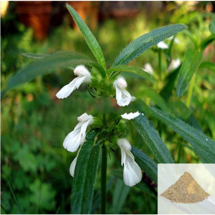 MSK Traders - Nature Herbal Thumbai / Leucas Powder