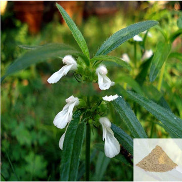 MSK Traders - Nature Herbal Thumbai / Leucas Powder