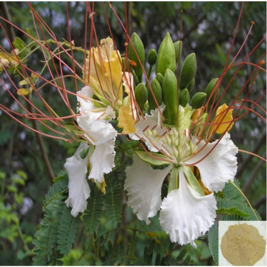 MSK Traders - Nature Herbal Vadanarayanan / White Gulmohar Powder