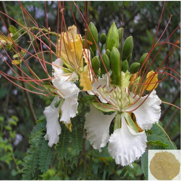MSK Traders - Nature Herbal Vadanarayanan / White Gulmohar Powder