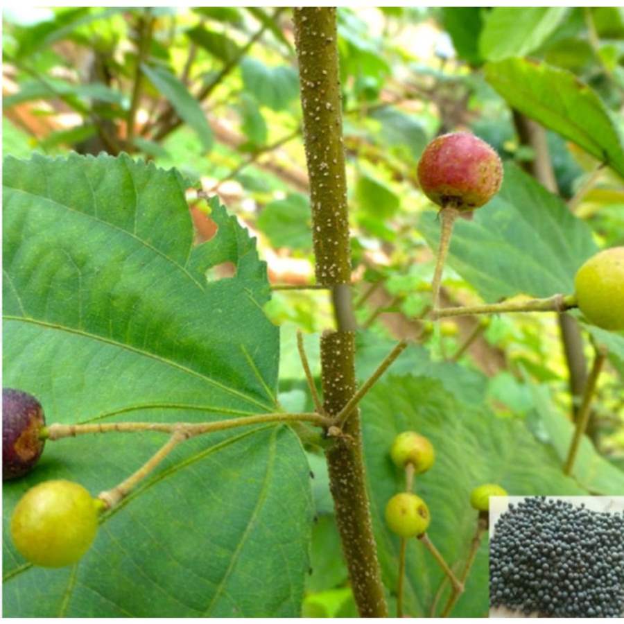 MSK Traders - Nature Herbal Vaivilangam / False Black Pepper Powder