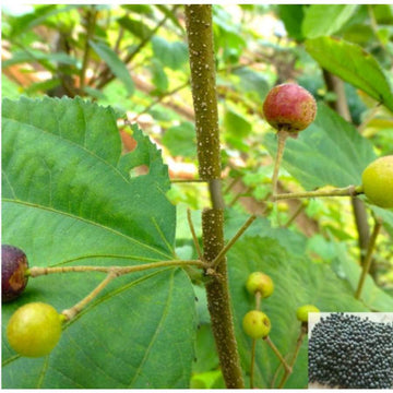 MSK Traders - Nature Herbal Vaivilangam / False Black Pepper Powder