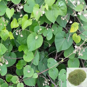 MSK Traders - Nature Herbal Veliparuthi / Uthamani / Trellis - Vine Powder