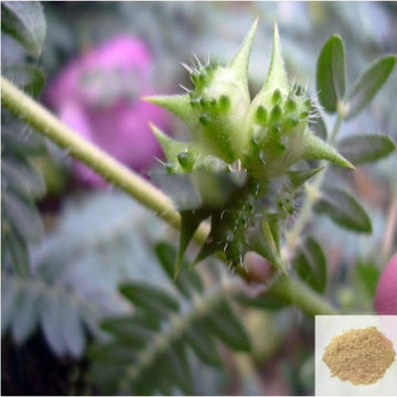 MSK Traders - Nature Herbal Yanai Nerunjil / Large Caltrops Powder