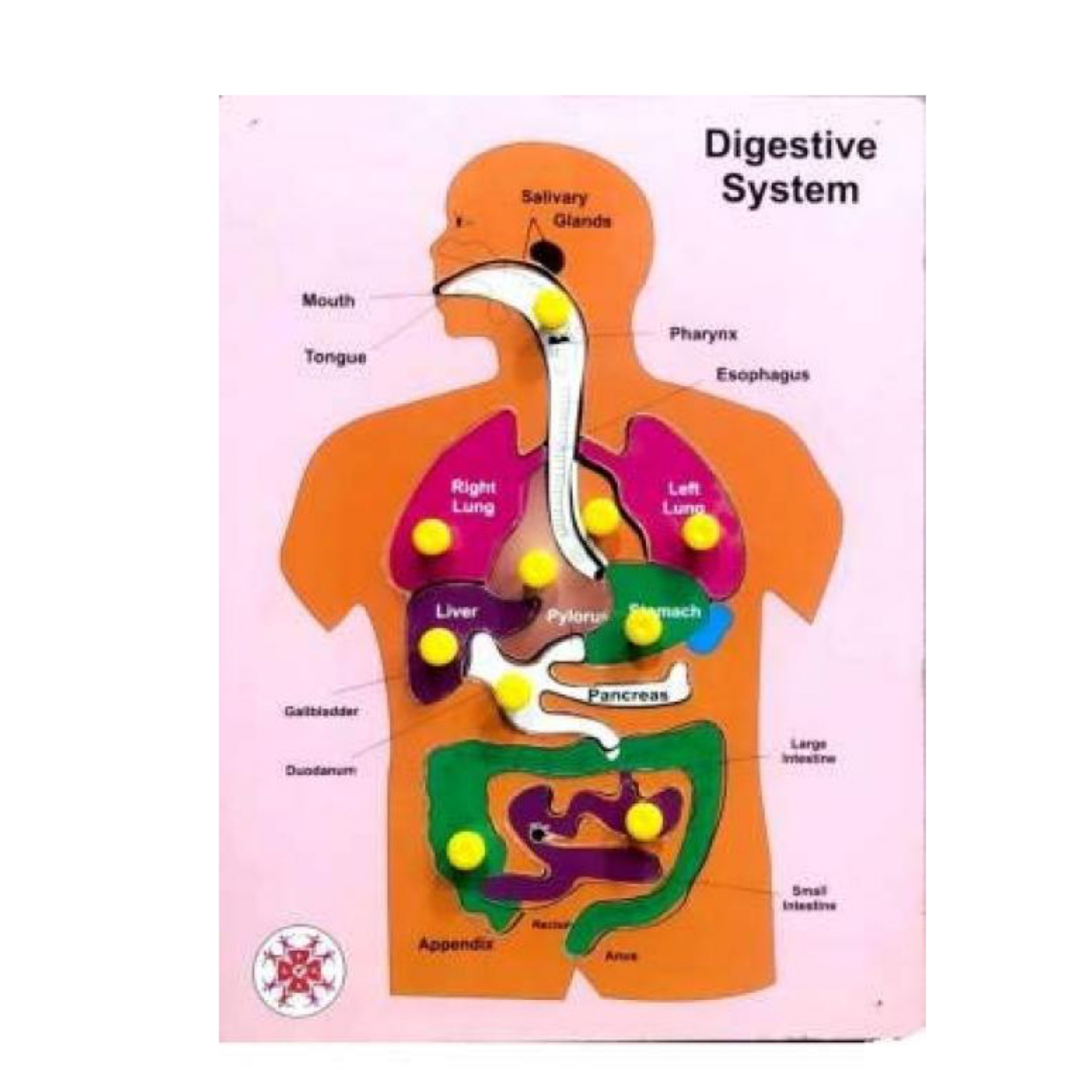 Buy Muthu Groups Digestive system online Australia [ AU ] 